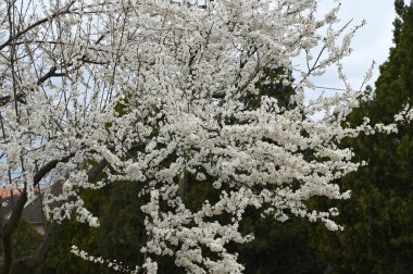 Beyaz güzel çiçekli elma ağacı dalları, yakın plan, bahar konsepti.  