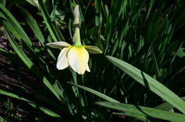 Güneşli yaz gününde bahçede yetişen güzel nergis. 