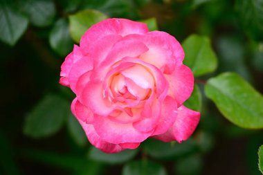 Güneşli yaz gününde bahçede büyüyen güzel bir gül. 