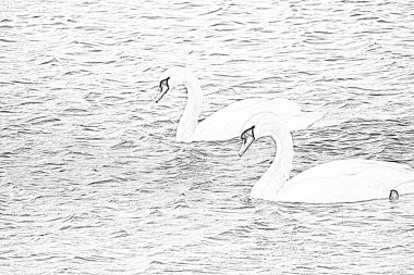 Yaz günü göl yüzeyinde yüzen güzel beyaz kuğuların çizimi. 