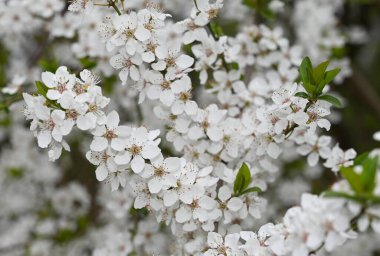 Beyaz güzel çiçekli elma ağacı dalları, yakın plan, bahar konsepti.  