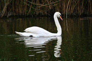 Güzel beyaz kuğu yaz günü göl yüzeyinde yüzüyor. 