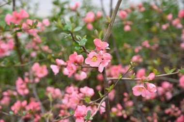 Güzel çiçekli kiraz ağacı dalları, yakın plan, bahar konsepti.  