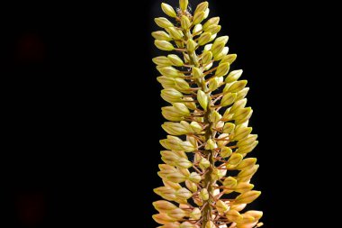 Koyu arkaplanda güzel çiçekler, yaz konsepti, yakın manzara  