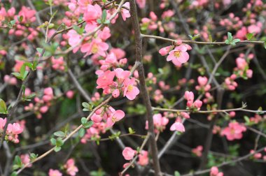 Güzel çiçekli kiraz ağacı dalları, yakın plan, bahar konsepti.  