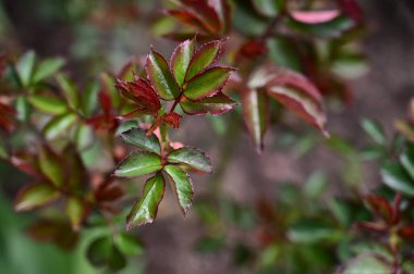 Güneşli yaz gününde bahçede yetişen bitkilerin manzarası. 