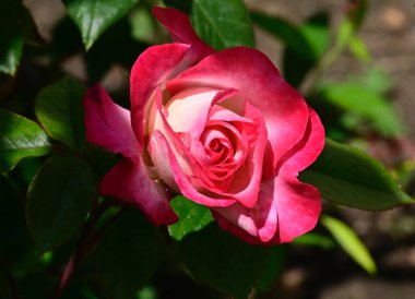 Güneşli yaz gününde bahçede büyüyen güzel bir gül. 