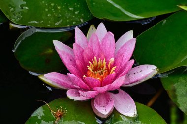 Güzel çiçek açan nilüfer çiçekleri yaz günü gölette büyür. 