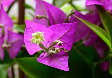 Bahçedeki güzel çiçekler