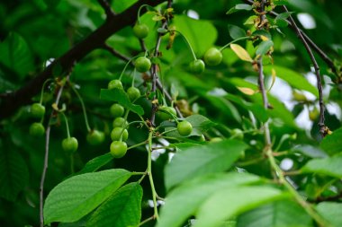 Açık havada kirazlı ağaç, yaz konsepti, yakın görüş  