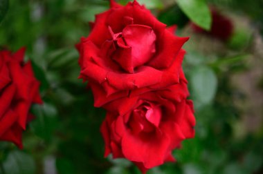 Güneşli yaz gününde bahçede büyüyen güzel güller. 