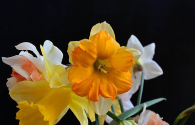 Siyah arka planda yumuşak çiçekler. Kapat..