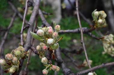 Beyaz çiçek tomurcukları olan elma ağacı dalları. Yakın plan, bahar konsepti.  