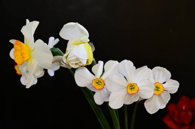 Koyu arkaplanda güzel çiçekler, yaz konsepti, yakın manzara  