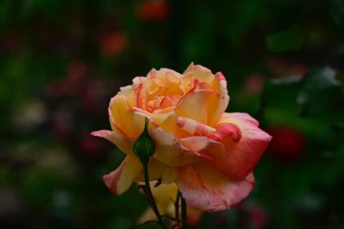 Güneşli yaz gününde bahçede büyüyen güzel bir gül. 