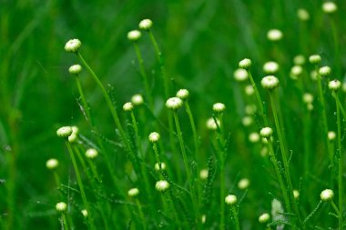 Bahçedeki güzel çiçekler