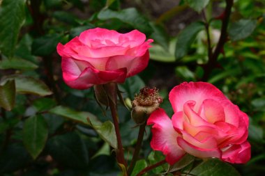 Güneşli yaz gününde bahçede büyüyen güzel güller. 