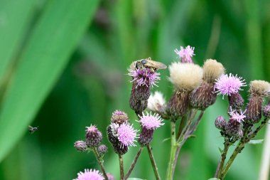 Bahçedeki güzel çiçekler