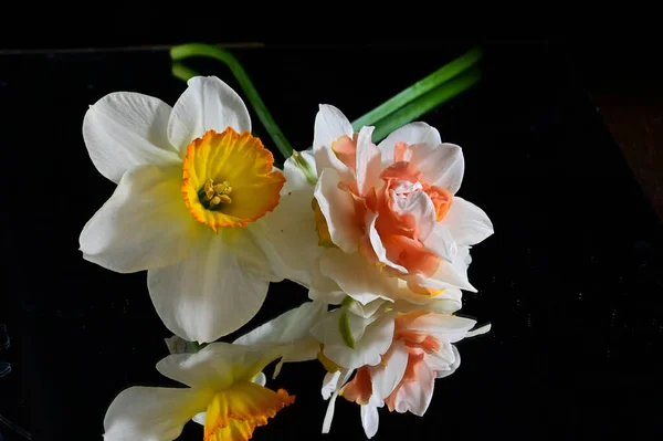 Teneri Fiori Sfondo Nero Vicino — Foto Stock