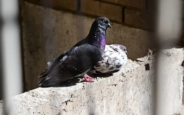 Aranyos Kis Galambok Galambok Sütkérezik Napon Miközben Szabadban Közelről — Stock Fotó