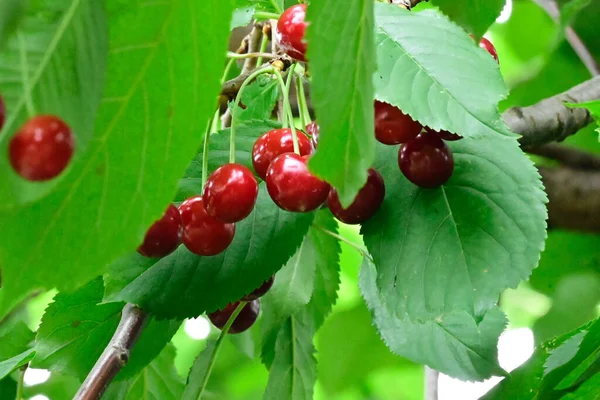 Träd Med Körsbär Växer Utomhus Sommar Koncept Nära Utsikt — Stockfoto