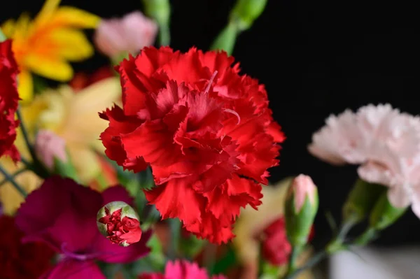 Koyu arkaplanda güzel çiçekler, yaz konsepti, yakın manzara  