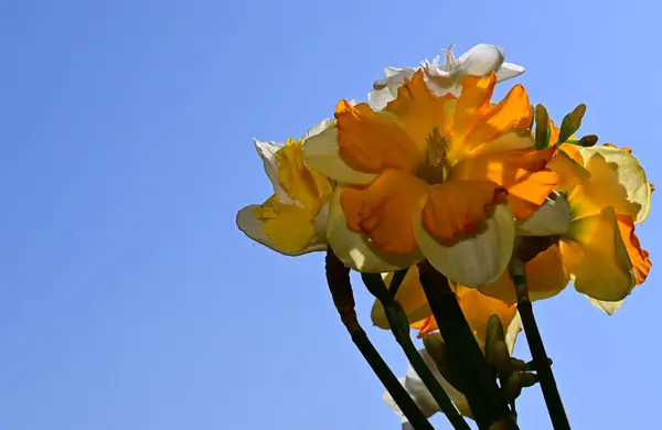 Красиві Нарциси Фоні Неба Літня Концепція Вид Крупним Планом — стокове фото