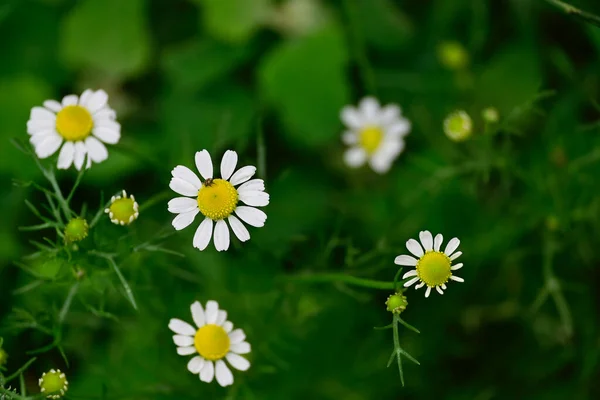 Flores Camomila Surpreendentes Florescem Com Folhas Verdes — Fotografia de Stock