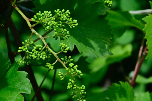 Nahaufnahme Von Grünen Pflanzenblättern Garten — Stockfoto