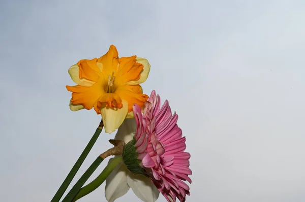 Belas Flores Daffodil Gerbera Fundo Céu Conceito Verão Vista Perto — Fotografia de Stock