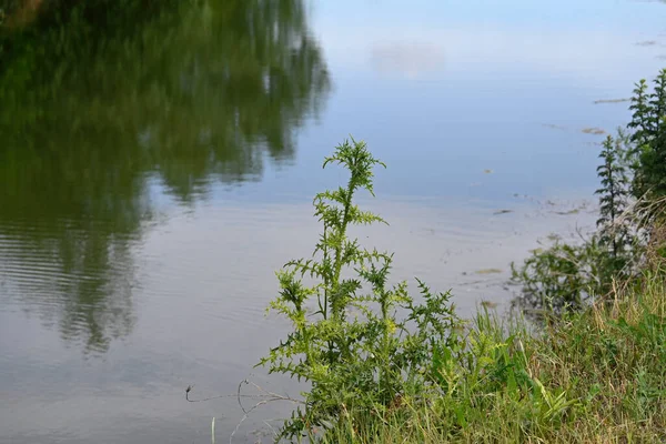 Uitzicht Het Groen Vijver Een Mooie Zomerdag — Stockfoto