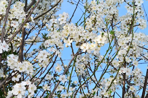 Branches Pommier Avec Belles Fleurs Blanches Gros Plan Concept Printemps — Photo