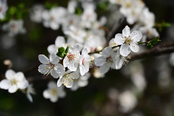 Branches Pommier Avec Belles Fleurs Blanches Gros Plan Concept Printemps — Photo