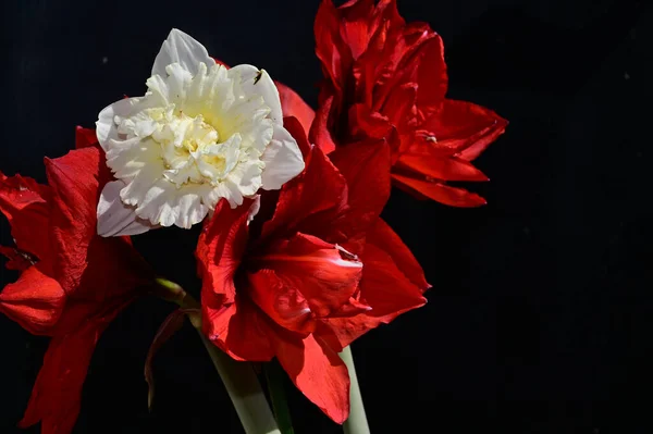 Zachte Bloemen Zwarte Achtergrond Close — Stockfoto