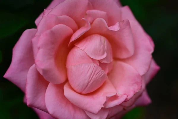 Belle Rose Poussant Dans Jardin Journée Ensoleillée Été — Photo