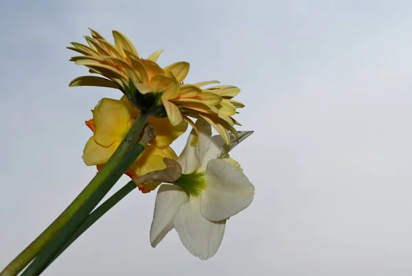 Schöne Narzissen Und Gerbera Blüten Auf Himmelshintergrund Sommerkonzept Nahsicht — Stockfoto