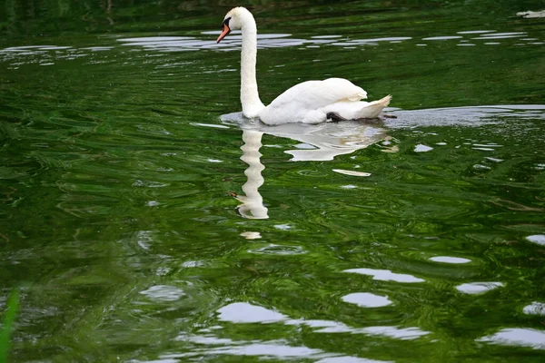 Beautiful White Swan Swimming Lake Water Surface Summer Day — Stock Photo, Image