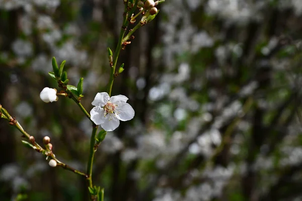 苹果树分枝 开白色美丽的花朵 春天概念 — 图库照片