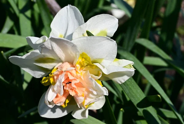Hermoso Narciso Creciendo Jardín Verano Día Soleado —  Fotos de Stock
