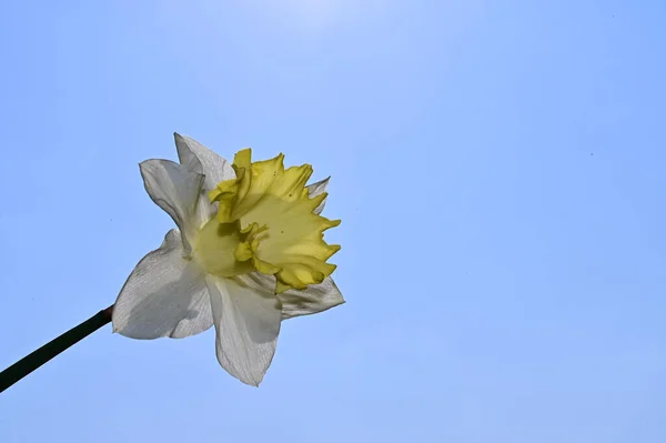 Piękny Bukiet Kwiatów Tle Błękitnego Nieba — Zdjęcie stockowe
