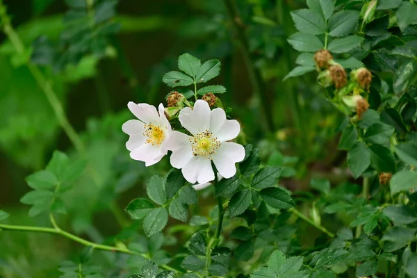 Schöne Blumen Garten — Stockfoto