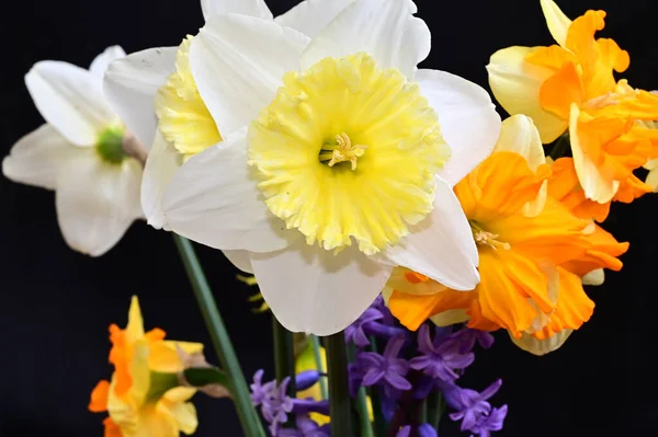 Hermosas Flores Narciso Sobre Fondo Oscuro Concepto Verano Vista Cercana — Foto de Stock