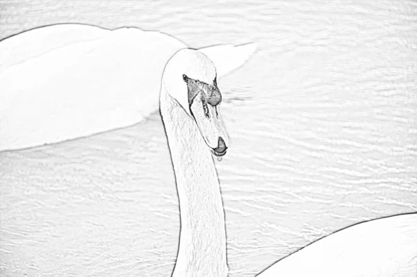 Photographie Filtrée Noir Blanc Cygne Dans Nature Sauvage — Photo