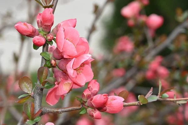 美しい花が咲く桜の木の枝クローズアップ春のコンセプト — ストック写真