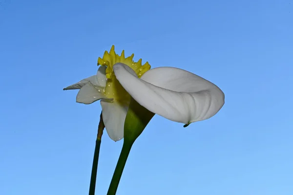 Όμορφη Daffodil Και Calla Λουλούδια Στον Ουρανό Φόντο Καλοκαίρι Έννοια — Φωτογραφία Αρχείου