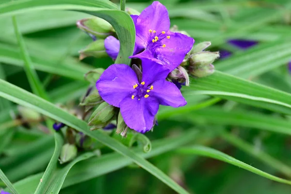 Niesamowite Purpurowe Kwiaty Kwitną Zielonymi Liśćmi — Zdjęcie stockowe