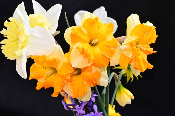 Hermosas Flores Narciso Sobre Fondo Oscuro Concepto Verano Vista Cercana —  Fotos de Stock