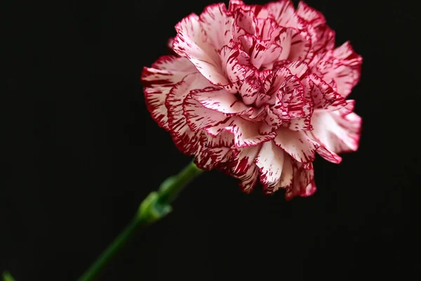 Karanlık arka planda güzel karanfil, yaz konsepti, yakın görüş  