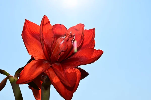 Hermoso Ramo Flores Sobre Fondo Azul Cielo —  Fotos de Stock