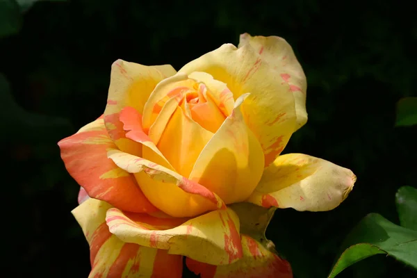 美丽的玫瑰在夏日的艳阳天长在花园里 — 图库照片